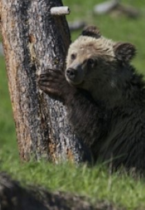 America's National Parks Compilations