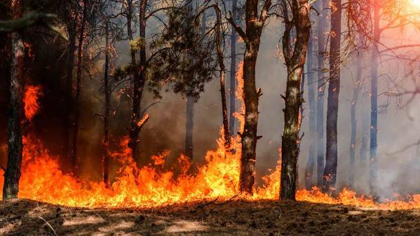 Inferno: France's Deadly Heatwave