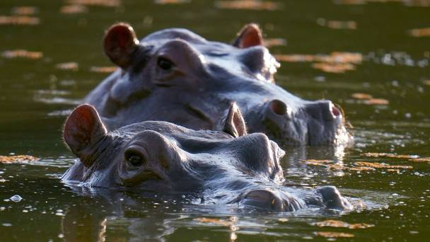 Invaders: Colombia's Hippos