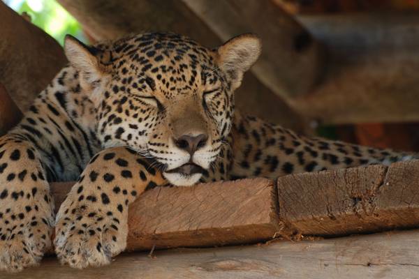 Jaguars - Born Free: A Natural World Special