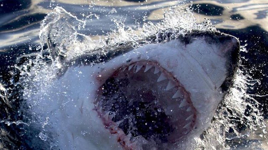 Jaws awakens: Phred vs Slash