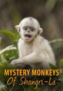 Mystery Monkeys Of Shangri-La