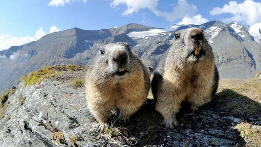 On the playground of the marmots