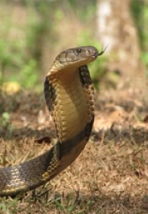 Search For King Cobra