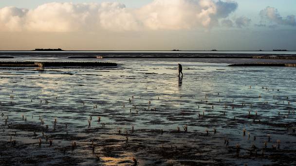 Silence of the Tides