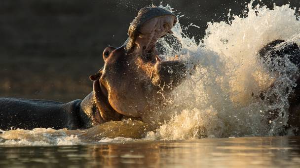 The Hippo King