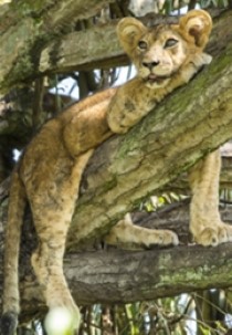 Tree Climbing Lions