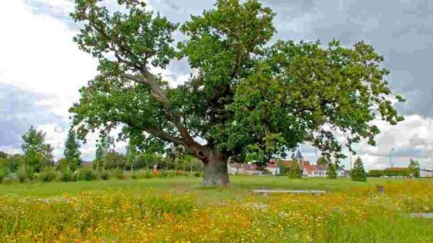 Trees: A global superpower