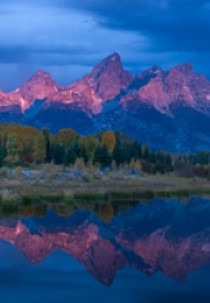 Wild Yellowstone